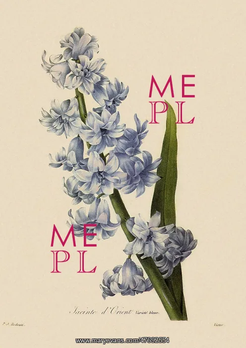 : Hyacinthus orientalis : Hyacinthus orientalis
