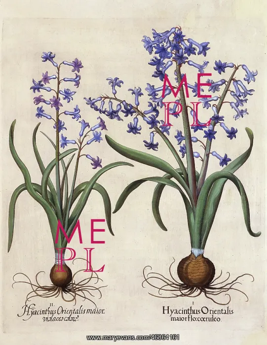 : Hyacinthus Orientalis (Hyacinth) : Hyacinthus Orientalis (Hyacinth)
