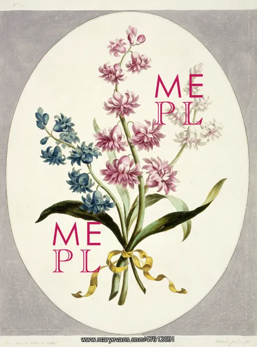 : Hyacinthus sp. Eastern hyacinths : Hyacinthus sp. Eastern hyacinths