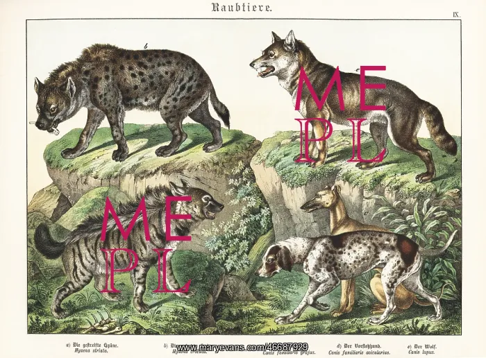 : Hyaenas, sighthound, pointer and wolf : Hyaenas, sighthound, pointer and wolf