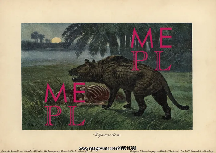 : Hyaenodon, extinct genus of carnivorous creodonts : Hyaenodon, extinct genus of carnivorous creodonts