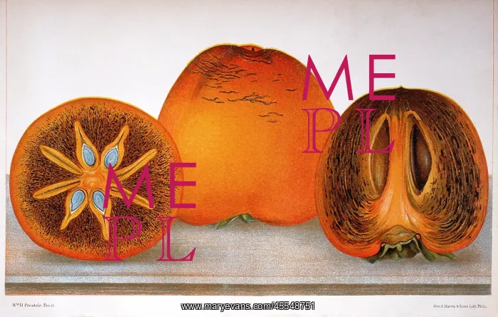  : Hyakume - Persimmons - Fruit - Food