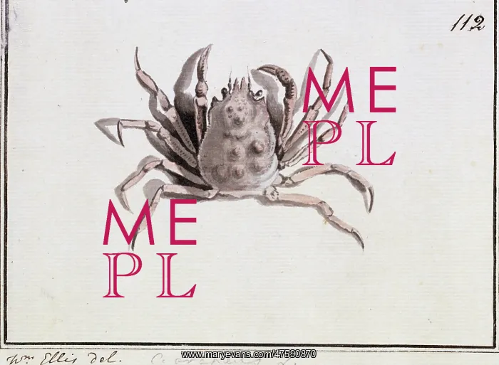 : Hyas araneus, great spider crab : Hyas araneus, great spider crab