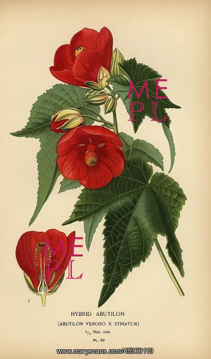 : Hybrid abutilon, Abutilon pictum : Hybrid abutilon, Abutilon pictum