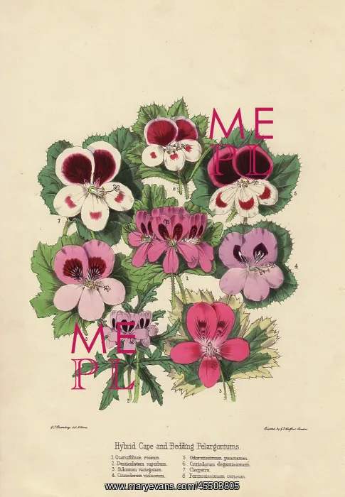 : Hybrid Cape and bedding pelargoniums : Hybrid Cape and bedding pelargoniums