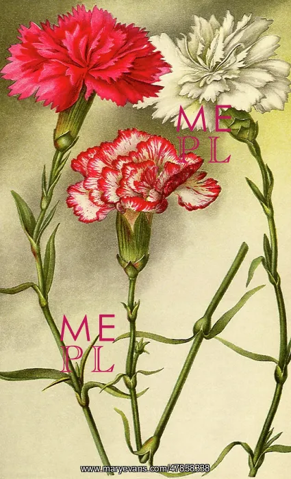 : Hybrid Carnation : Hybrid Carnation