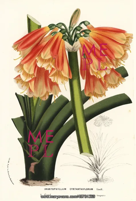 : Hybrid clivia, Clivia cyrtanthiflora : Hybrid clivia, Clivia cyrtanthiflora