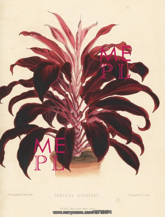 : Hybrid dragon tree, Dracaena E' hibberdii : Hybrid dragon tree, Dracaena E' hibberdii