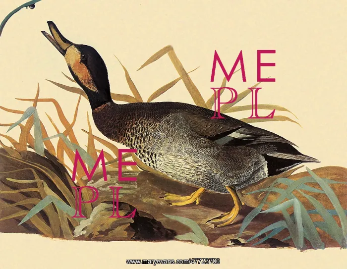  : Hybrid Duck