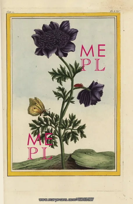 : Hybrid garden anemone or pasqueflower, Pulsatilla vulgaris : Hybrid garden anemone or pasqueflower, Pulsatilla vulgaris