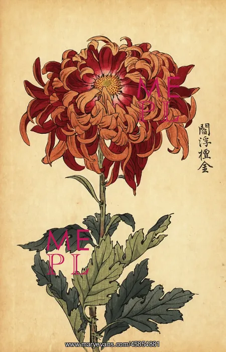 : Hybrid orange and crimson chrysanthemum : Hybrid orange and crimson chrysanthemum