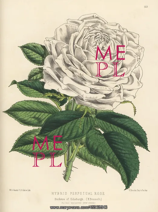 : Hybrid perpetual rose, Duchess of Edinburgh : Hybrid perpetual rose, Duchess of Edinburgh