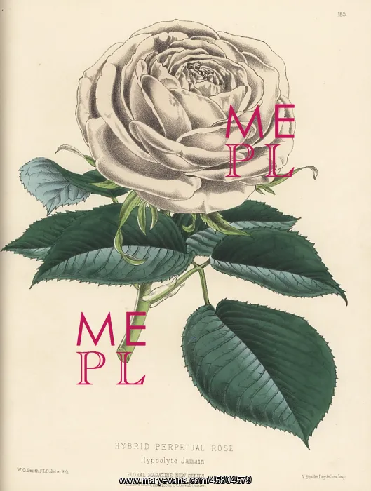 : Hybrid perpetual rose, Hyppolyte Jamain : Hybrid perpetual rose, Hyppolyte Jamain
