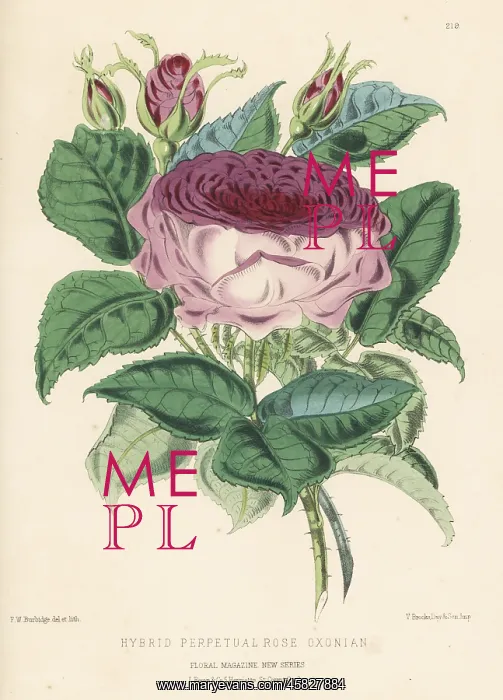 : Hybrid perpetual rose, Oxonian : Hybrid perpetual rose, Oxonian
