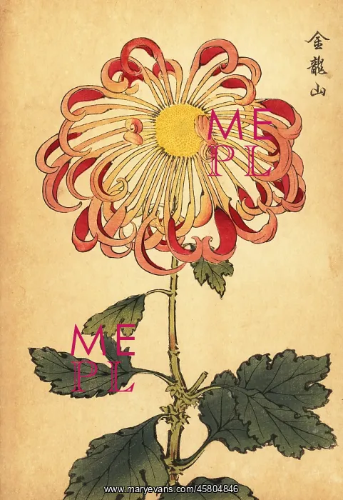 : Hybrid pink curled spoon chrysanthemum : Hybrid pink curled spoon chrysanthemum