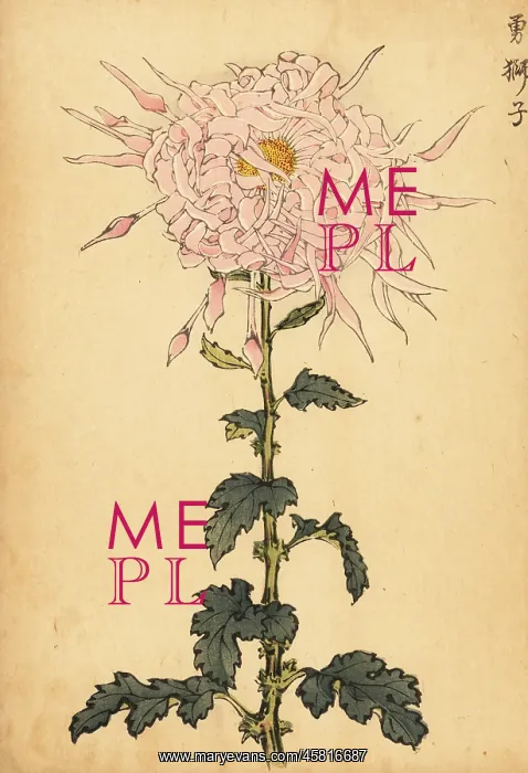 : Hybrid pink spider chrysanthemum : Hybrid pink spider chrysanthemum