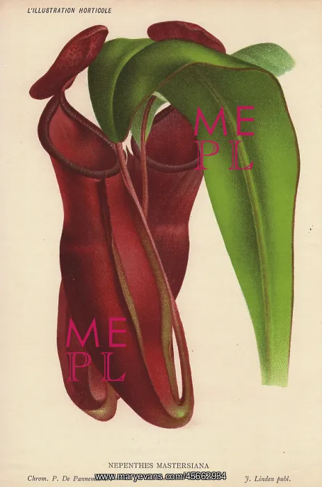 : Hybrid pitcher plant raised by Dr Masters : Hybrid pitcher plant raised by Dr Masters