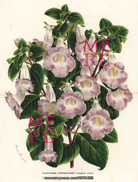 : Hybrid Plectopoma x eucodonioides triumphans : Hybrid Plectopoma x eucodonioides triumphans