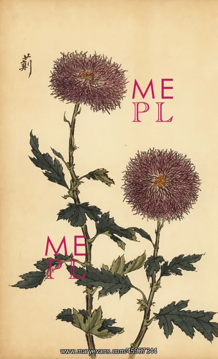 : Hybrid purple chrysanthemum : Hybrid purple chrysanthemum