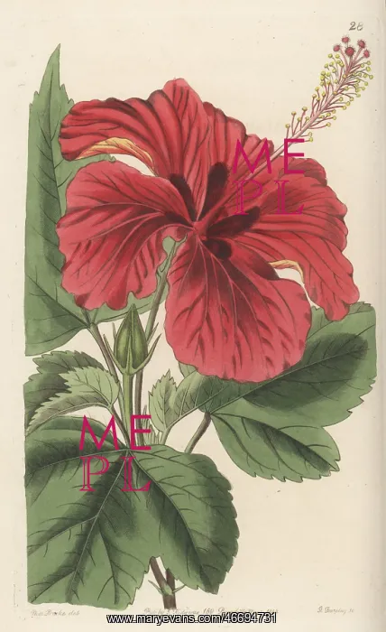 : Hybrid rose mallow : Hybrid rose mallow