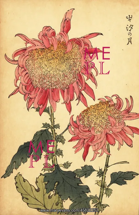 : Hybrid salmon-pink chrysanthemum : Hybrid salmon-pink chrysanthemum