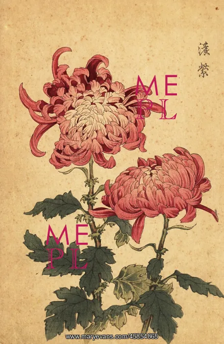 : Hybrid salmon-pink chrysanthemum : Hybrid salmon-pink chrysanthemum