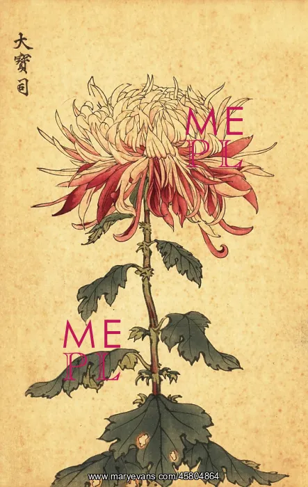 : Hybrid white and crimson spoon chrysanthemum : Hybrid white and crimson spoon chrysanthemum