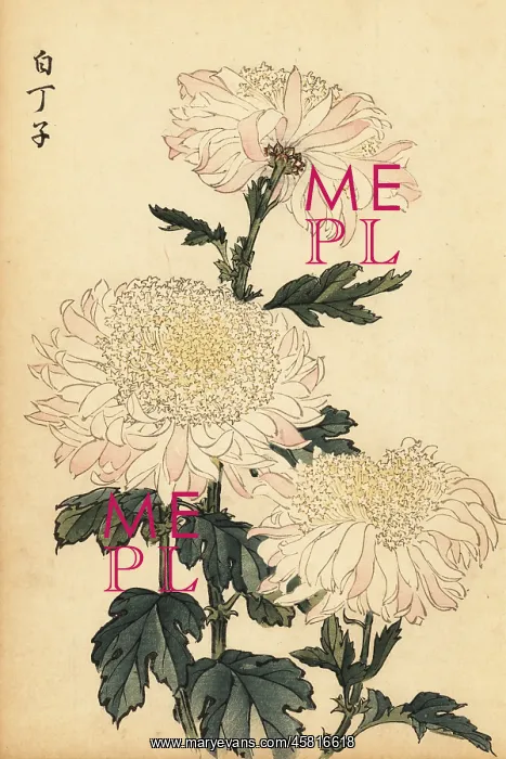 : Hybrid white and pink chrysanthemum : Hybrid white and pink chrysanthemum