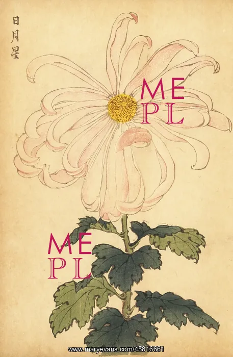 : Hybrid white and pink chrysanthemum : Hybrid white and pink chrysanthemum