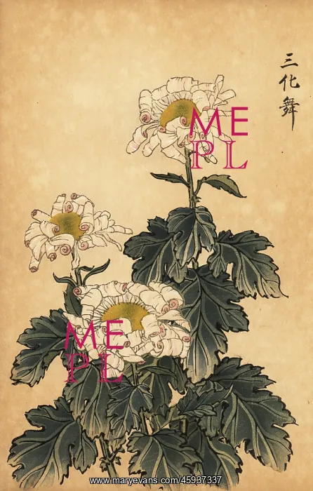 : Hybrid white and pink chrysanthemum : Hybrid white and pink chrysanthemum