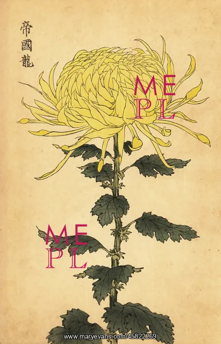 : Hybrid yellow chrysanthemum : Hybrid yellow chrysanthemum