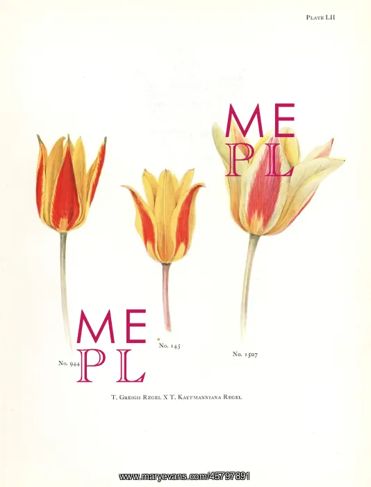 : Hybrids of maculate tulip, Tulipa greigii : Hybrids of maculate tulip, Tulipa greigii