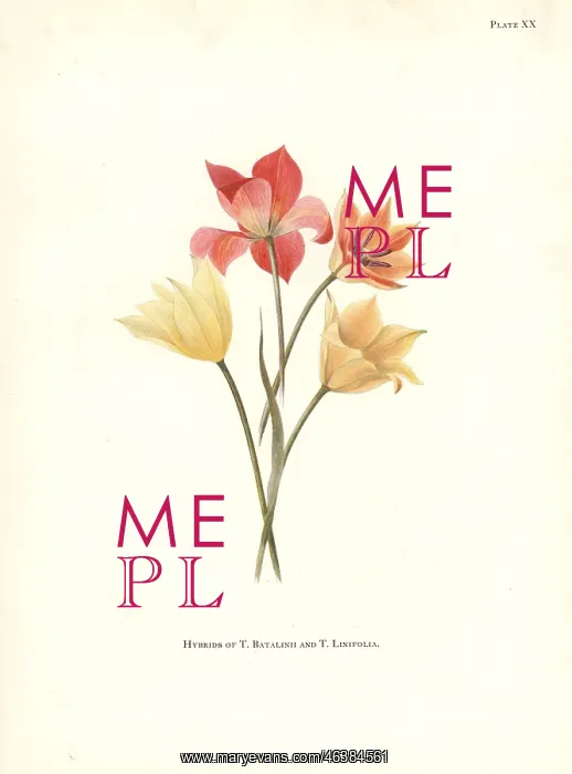 : Hybrids of Tulipa batalinii and Bokhara tulip : Hybrids of Tulipa batalinii and Bokhara tulip