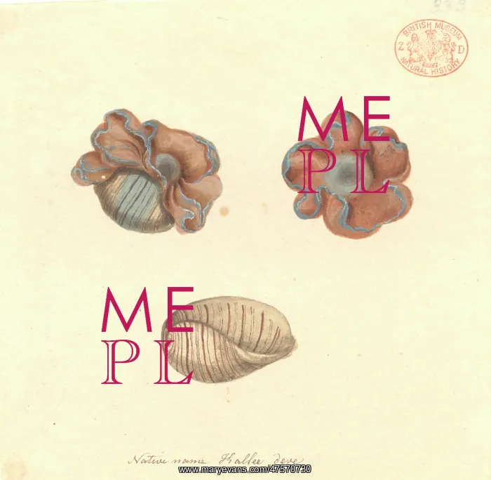  : Hydatina physis, rose-petal bubble shell