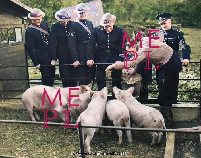: Hyde Park Police Piggery WWII : Hyde Park Police Piggery WWII