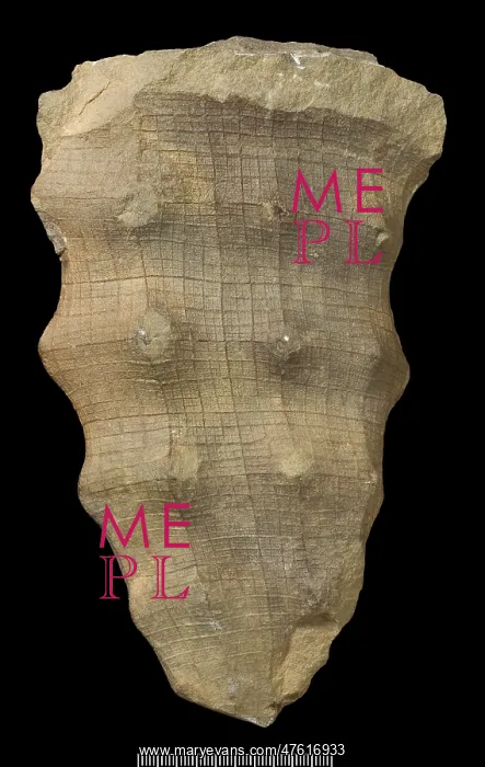 : Hydnoceras, a hexactinellid sponge : Hydnoceras, a hexactinellid sponge