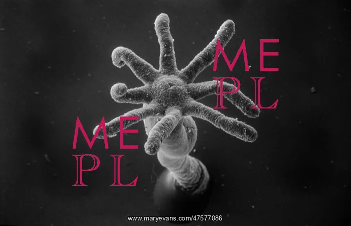 : Hydra sp. Scanning electron microscope (SEM) image showing the stinging tentacles : Hydra sp. Scanning electron microscope (SEM) image showing the stinging tentacles