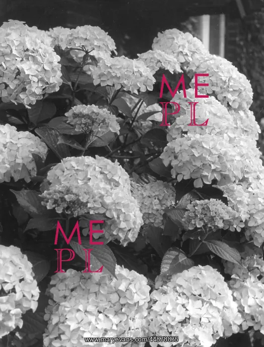  : HYDRANGEA BLOOMS