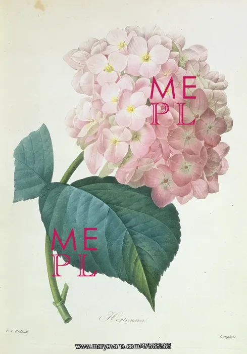: Hydrangea hortensis, French hydrangea : Hydrangea hortensis, French hydrangea
