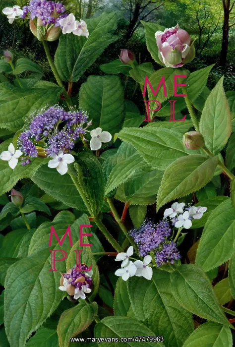 : Hydrangea Involucrata ' white and mauve : Hydrangea Involucrata ' white and mauve