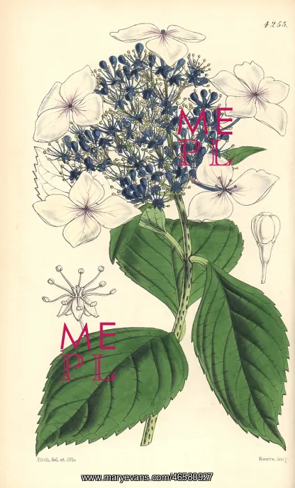 : Hydrangea japonica var caerulea, Japan hydrangea : Hydrangea japonica var caerulea, Japan hydrangea