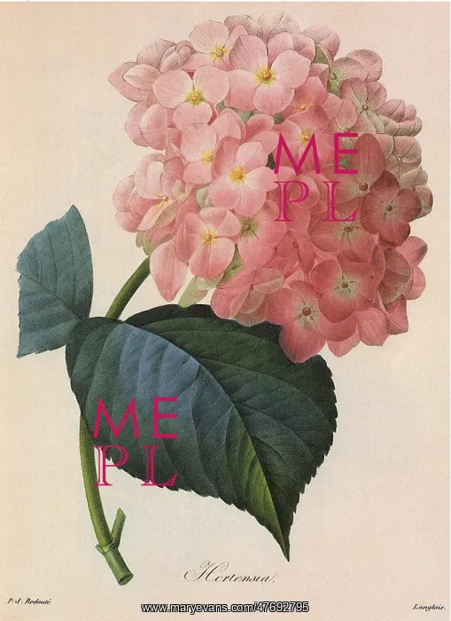 : Hydrangea macrophylla : Hydrangea macrophylla