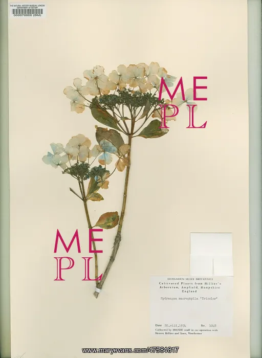 : Hydrangea macrophylla Tricolor, bigleaf hydrangea : Hydrangea macrophylla Tricolor, bigleaf hydrangea