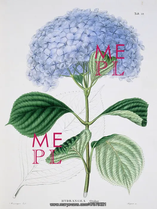 : Hydrangea otaksa, French hydrangea : Hydrangea otaksa, French hydrangea