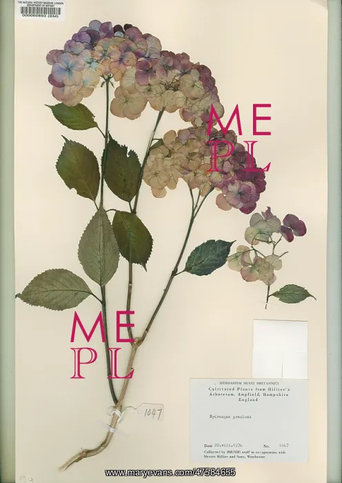  : Hydrangea preziosa