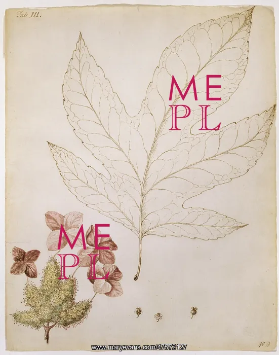  : Hydrangea quercifolia, oak-leaf hydrange