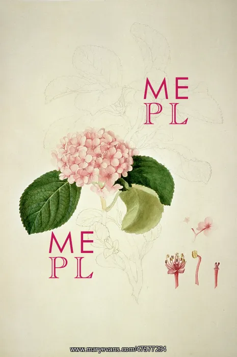 : Hydrangea sp. hydrangea : Hydrangea sp. hydrangea