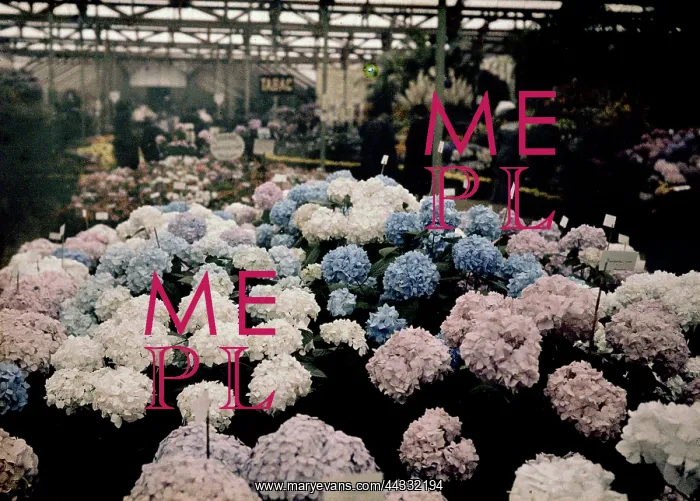 : Hydrangeas : Hydrangeas