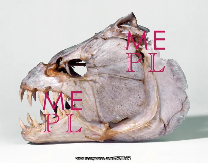 : Hydrocynus sp. tigerfish : Hydrocynus sp. tigerfish