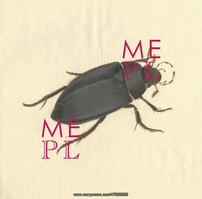 : Hydrophilus piceus, great silver water beetle : Hydrophilus piceus, great silver water beetle